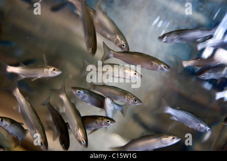 Baby Meeräschen im Tank im Two Oceans Aquarium Stockfoto