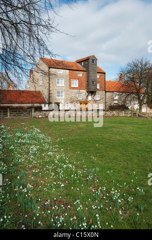 Frühling Schneeglöckchen vor Vivers Mühle Pickering Stockfoto