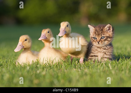 Drei Entenküken und Kätzchen auf dem Rasen Stockfoto