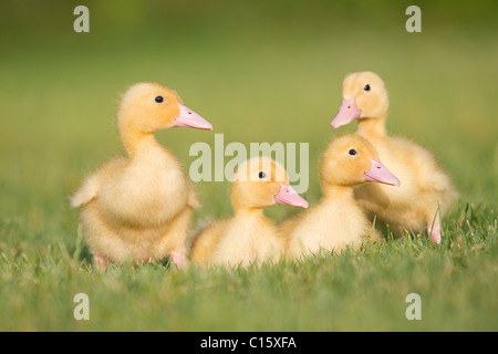 Drei Entenküken auf Rasen Stockfoto