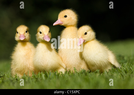 Vier Entenküken auf Rasen Stockfoto