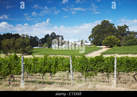 Weinberge von Heu Schuppen Hill wine Estate, Margaret River, Western Australia, Australien Stockfoto