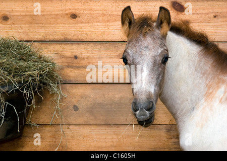 Araber Fohlen im stall Stockfoto