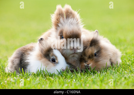 Drei Hasen auf dem Rasen sitzen Stockfotografie Alamy
