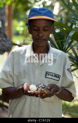 Ausgestorbene Schildkröte (Astrochelys Radiata). Halter mit Eiern und Küken am Ivoloina Zoo, Madagaskar. Zuchtprogramm. Stockfoto