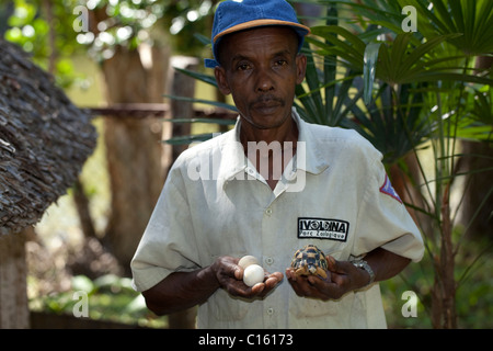 Ausgestorbene Schildkröte (Astrochelys Radiata). Halter mit Eiern und Küken am Ivoloina Zoo, Madagaskar. Zuchtprogramm. Stockfoto