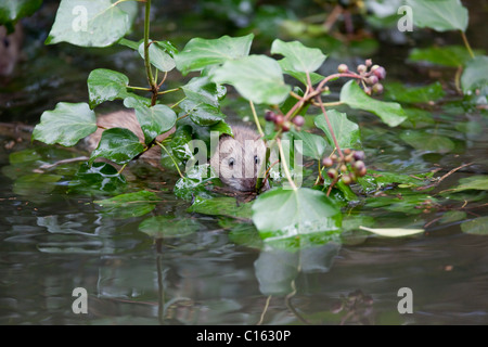 Braune Ratte; Rattus Norvegicus; Schwimmen; Cornwall; UK Stockfoto