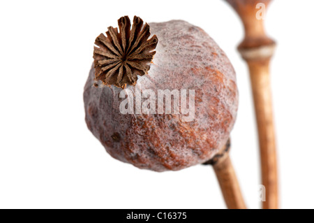 getrocknete Mohnköpfen auf weißem Hintergrund Stockfoto