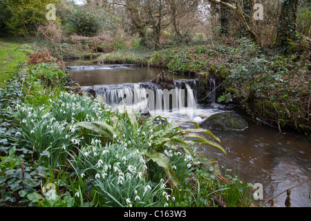 Schneeglöckchen; Galanthus Nivalis; Garten; Cornwall Stockfoto