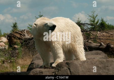 Eisbär; Columbus Zoo and Aquarium; Nord-Amerika Stockfoto