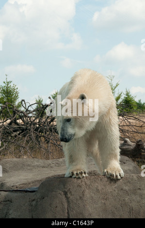 Eisbär; Columbus Zoo and Aquarium; Nord-Amerika Stockfoto