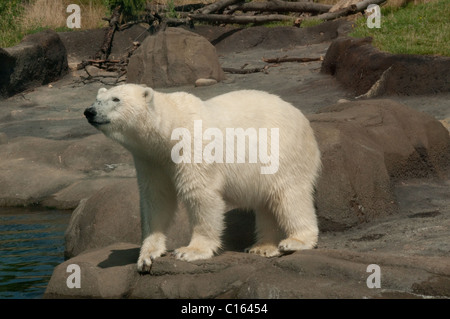 Eisbär; Columbus Zoo and Aquarium; Nord-Amerika Stockfoto