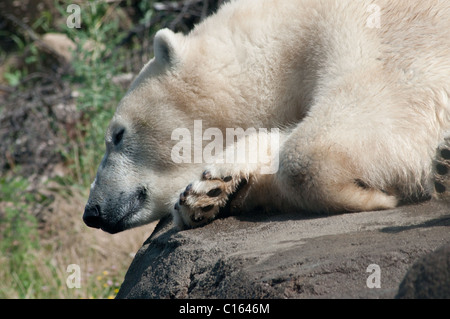 Eisbär; Columbus Zoo and Aquarium; Nord-Amerika Stockfoto