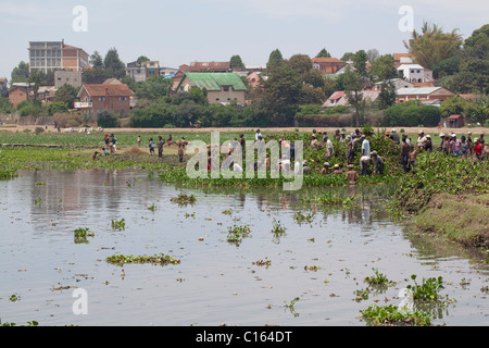 Madagassische Dorfbewohner entnehme eine Gemeinschaft Teich eingeführt und invasive Wasserhyazinthe (Eichhornia Crasspipes). Madagaskar. Stockfoto