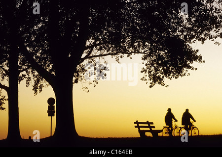 Zwei Radfahrer auf einen Pfad unter einer Pappel, Silhouette, Sonnenuntergang, Ufer des Rheins in der Nähe von Düsseldorf, Niederrhein Stockfoto