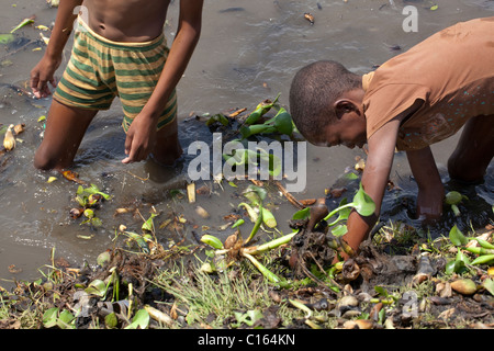 Madagassische Jungs Gather eingeführt und invasive Wasserhyazinthe (Eichhornia Crasspipes) zu helfen. Madagaskar. Stockfoto
