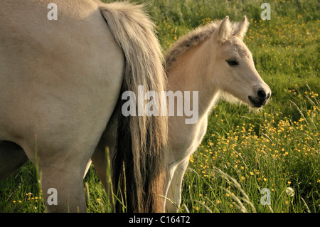 Fjord Pferd, norwegische Pony Fohlen auf einer Weide, geschützt durch die Stute Stockfoto