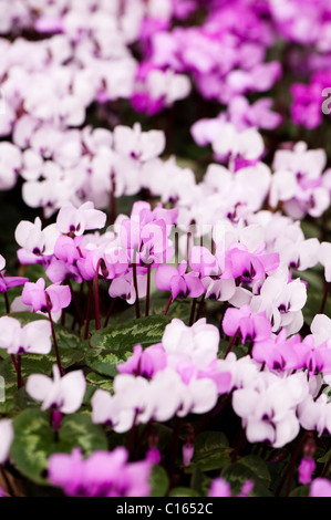 Cylamen Coum in voller Blüte im Februar Stockfoto