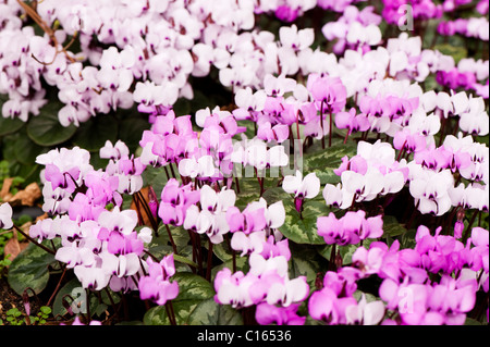 Cylamen Coum in voller Blüte im Februar Stockfoto