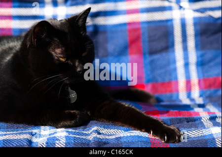 Schwarze Hauskatze auf einer Picknickdecke in der Sonne Stockfoto