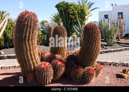 Kakteengarten auf Antigua Windmühle Craft Centre, Centro de Artesania Molino de Antigua auf der Kanarischen Insel Fuerteventura Stockfoto