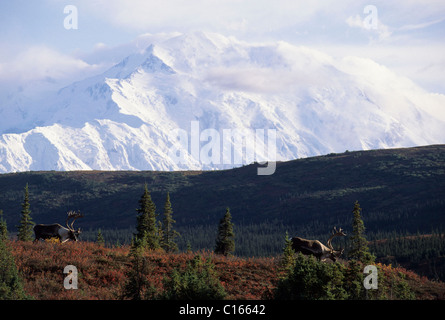 Stier, Caribou, Denali-Nationalpark, Mount McKinley, Mt. McKinley, Alaska Stockfoto