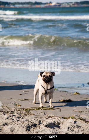 Junger Mops am Strand Stockfoto