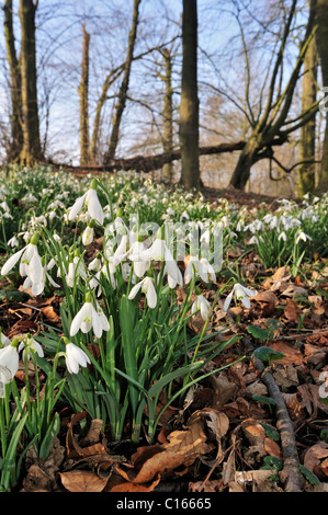 Schneeglöckchen (Galanthus Nivalis) Blüte im Laubwald, Belgien Stockfoto