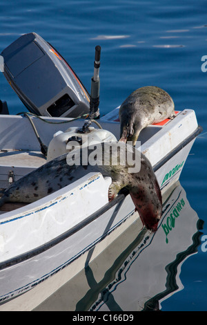 Sattelrobben erschossen (Pagophilus Groenlandicus / Phoca Groenlandica) in Inuit Jäger Motorboot, Uummannaq, Grönland Stockfoto