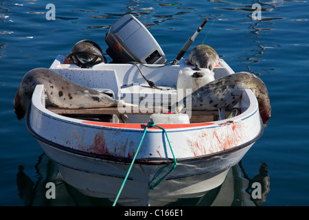 Sattelrobben erschossen (Pagophilus Groenlandicus / Phoca Groenlandica) in Inuit Jäger Motorboot, Uummannaq, Grönland Stockfoto