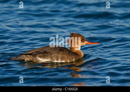 Red-breasted Prototyp (Mergus Serrator) Weibchen Schwimmen im Winter, Deutschland Stockfoto