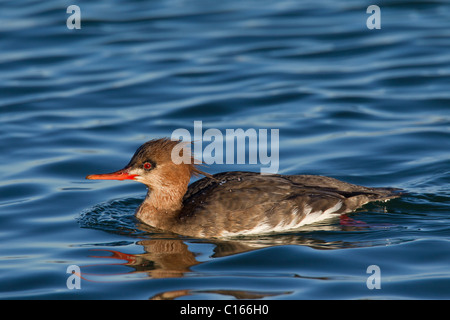 Red-breasted Prototyp (Mergus Serrator) Weibchen Schwimmen im Winter, Deutschland Stockfoto