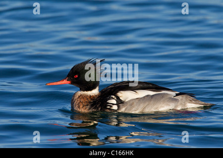 Red-breasted Prototyp (Mergus Serrator) Männchen Schwimmen im Winter, Deutschland Stockfoto