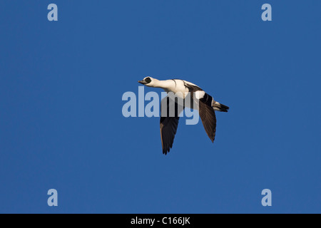 Zwergsäger (Mergus Albellus) männlich, während des Fluges, Deutschland Stockfoto