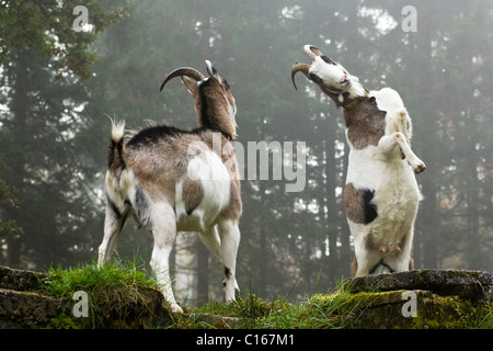 Hausziegen (Capra Hircus Hircus) steigen und gegeneinander kämpfen auf einem Berg Weide, Nord-Tirol, Österreich, Europa Stockfoto