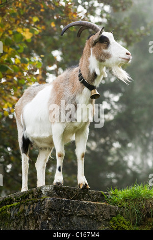 Hausziege (Capra Hircus Hircus) auf einem nebeligen Berg Weide im Herbst, Nord-Tirol, Österreich, Europa Stockfoto