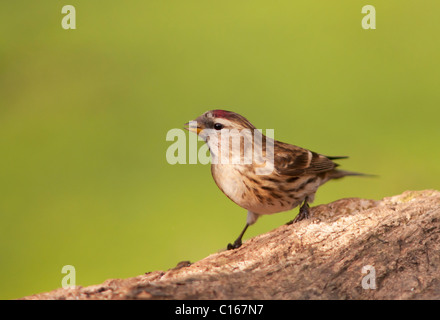 Geringerer Redpoll (Zuchtjahr Cabaret) thront Stockfoto