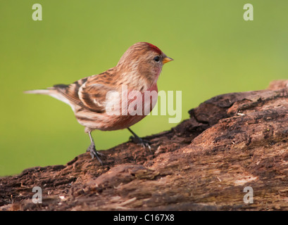 Männliche weniger Redpoll (Zuchtjahr Cabaret) thront Stockfoto