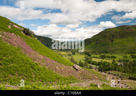 Blick Ost Millbeck unten durch Great Langdale aus dem Pfad scheut Tarn im Vorfeld. Cumbria, Juni. Der Lake District. Stockfoto