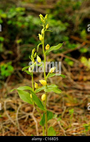 White Helleborine (Cephalanthera Damasonium), Orchidee Stockfoto