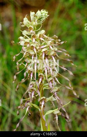 Lizard Orchid (Himantoglossum Hircinum) Stockfoto