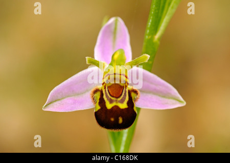 Biene Orchidee (Ophrys Apifera) Stockfoto