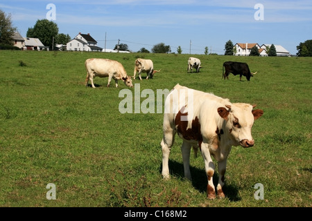 Grasende Kühe auf der Wiese vor einer amischen Bauernhof in Lancaster, Pennsylvania, USA Stockfoto