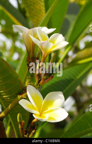 Frangipani (Plumeria), Bali, Indonesien, Süd-Ost-Asien Stockfoto