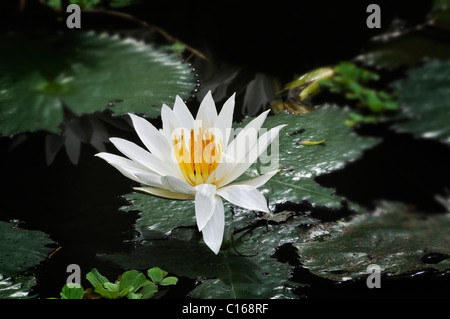 Blauer Lotus, Heilige Lotus (Nelumbo Nucifera), in der Nähe von Mengwi, Bali, Indonesien, Süd-Ost Asien Stockfoto