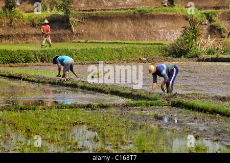 Reisfelder, Reis Bauern Pflanzen Reis, Mengwi, Bali, Indonesien, Süd-Ost-Asien Stockfoto