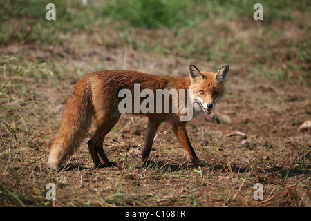 Rotfuchs (Vulpes Vulpes) im Sommer Stockfoto