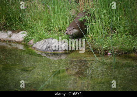 Eurasische Fischotter oder gemeinsame Otter (Lutra Lutra) an einem Bach Stockfoto