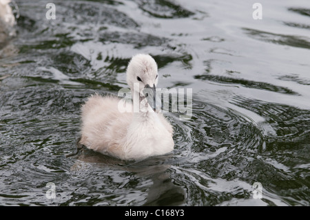 Höckerschwan (Cygnus Olor) Cygnet. Lake Windermere, Cumbria, UK. Juni. Stockfoto