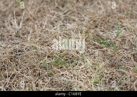 Braune Wiese in einer Dürre sterben Stockfoto